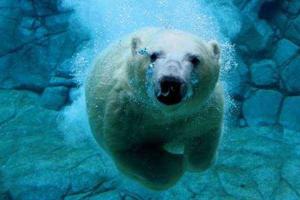 Из-за потепления белые медведи начали охотиться на дельфинов