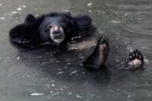 В Нью-Джерси семья медведей устроила вечеринку на детской площадке