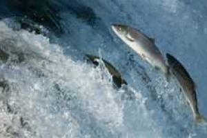 Норвегия не разрешила РФ проверять свои рыбные предприятия 