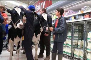 Фермеры Великобритании привели коров в супермаркет