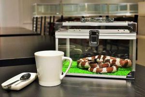 В Японии открылось змеиное кафе