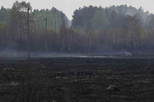 В "Чернобыльской пуще" открытого огня нет - ГСЧС