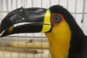 В Бразилии травмированному тукану напечатали на 3D-принтере новый клюв