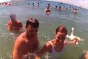 В Испании зоозащитника избили живой уткой