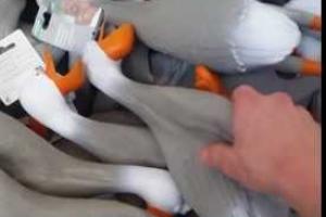 Новым интернет-хитом стали адские резиновые гуси