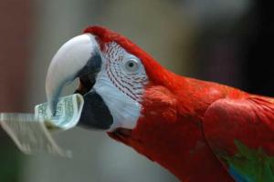 Миллионерша завещала 100 тысяч долларов своим попугаям