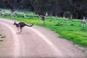 В Австралии стадо неподвижно стоящих кенгуру напугало велосипедиста