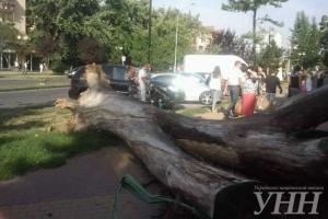 На тротуар в центре Ужгорода упало дерево