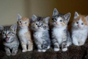 В Киеве раздадут 50 котят из приютов