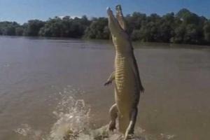 Из-за куска мяса крокодил сделал невероятный трюк