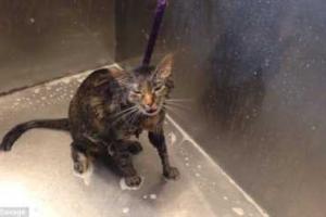 Кошка заговорила, чтобы избежать процедуры купания
