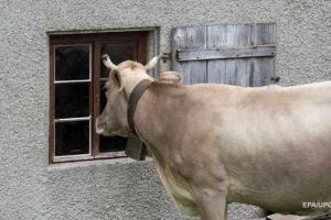 38 коров решили "сбежать" из Украины