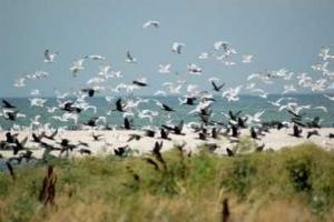 «Экологи ДНР» убивают природный парк «Меотида» 