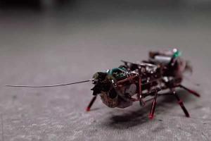 Российские ученые создали таракана-шпиона