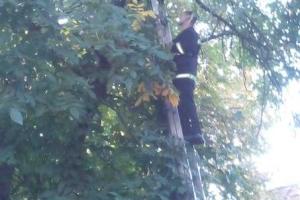 В Кировограде ребенок залез на дерево, снимали его уже спасатели