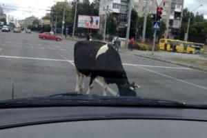 Во Львове посреди шумной улицы гуляла корова