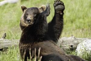 Омский поселок лидирует по явке на выборах из-за медведя