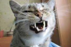 В Судаке объявили карантин из-за бешеного кота