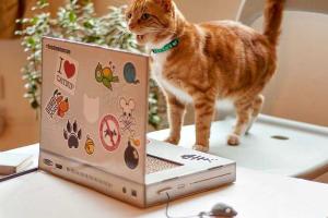 Британцы придумали ноутбук для котов