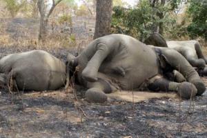 Браконьеры отравили цианидом 14 слонов в национальных парках Зимбабве