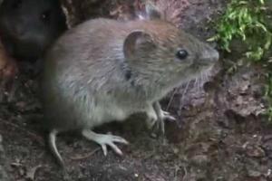 В Ульяновской области РФ более сотни человек заразились мышиной лихорадкой