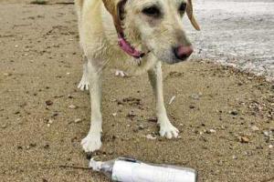 Бутылка с запиской из Черного моря доплыла до берегов Великобритании