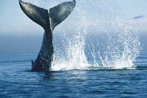 Кит стал причиной гибели пяти пассажиров круизного судна в Канаде 