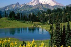 В США зафиксировали случай бубонной чумы