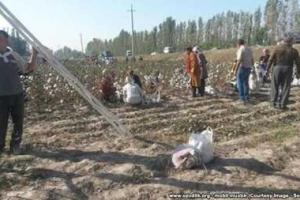 В Узбекистане собранный хлопок заставили приклеить назад
