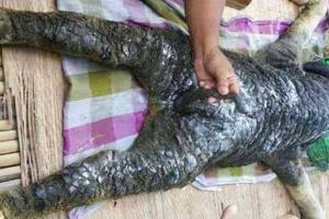 Жителей села в Таиланде напугал монстр