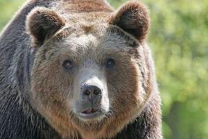 В Хабаровске медведь разгромил торговый центр. Видео