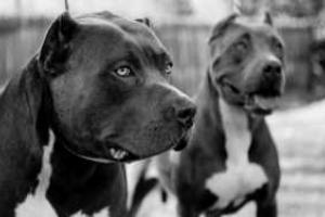 В России 2-летнего мальчика загрызли 2 домашних питбуля