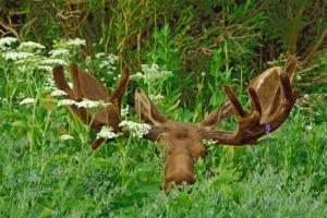 Норвежские горе-охотники подстрелили 2-х лосей и только потом поняли, что они в зоопарке