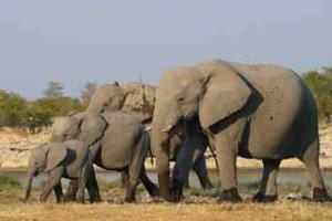 В национальном парке Зимбабве браконьеры отравили цианидом 22 слона