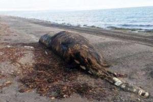 Цунами в Японии: на берег выбросило "инопланетное существо"