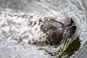 У тюленей нашли уникальные усы-синусоиды