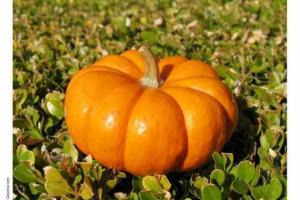 В США гигантская тыква раздавила автомобиль