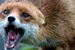 Жителям пригородов Мариуполя угрожает эпидемия бешенства