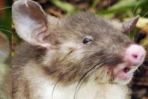 В Индонезии нашли новый вид крыс со «свиным носом»