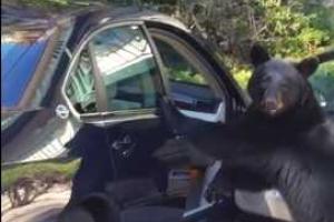 В США медведя застукали при попытке угнать автомобиль. Видео