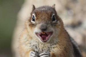 В Канаде белка залезла на балкон 21-го этажа и сиганула вниз. Видео