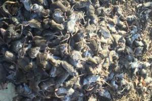 На Донбассе – нашествие мышей: волонтеры и военные просят о помощи