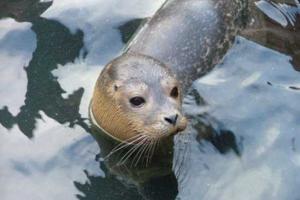 Мурманские ученые создают из морских тюленей военных биороботов 