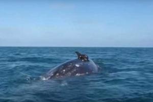 В Мексике и Австралии тюлени начали кататься на китах. Видео