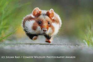 Названы самые смешные фото с животными за 2015 год 