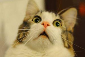 Ветеринары просят интернет-пользователей не пугать кошек огурцами 