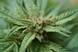 Канадский премьер Джастин Трюдо первым делом взялся за легализацию марихуаны