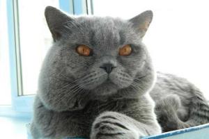 В полиции Ростовской области профилактикой преступности занимается кот