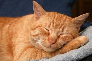 В Швеции внучка и бабушка 5 лет судились из-за кота