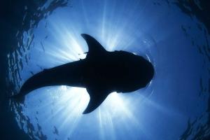 В Нью-Йорке поймали сома-мутанта. Видео